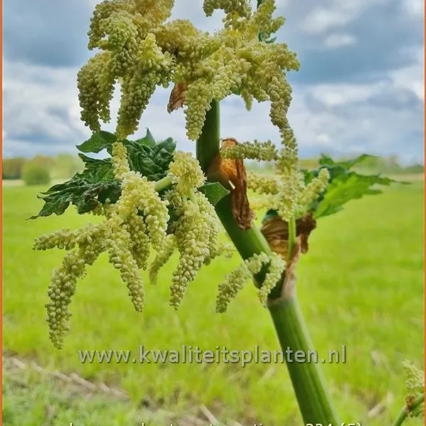 Rheum palmatum var. tanguticum