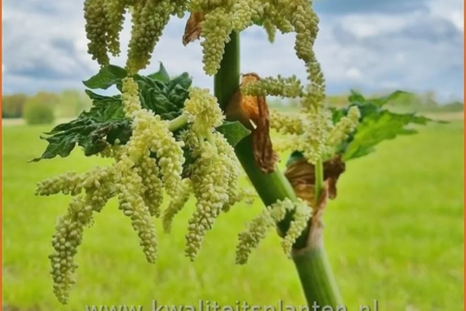 Rheum palmatum var. tanguticum