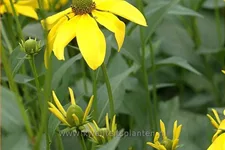Rudbeckia nitida 'Herbstsonne'