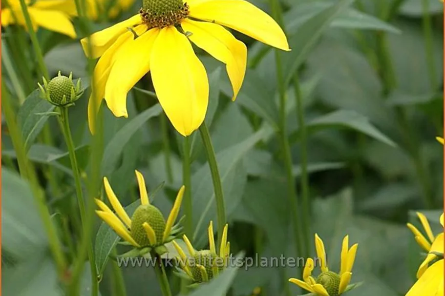 Rudbeckia nitida 'Herbstsonne'