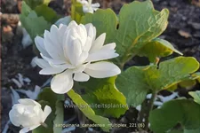 Sanguinaria canadensis 'Multiplex'