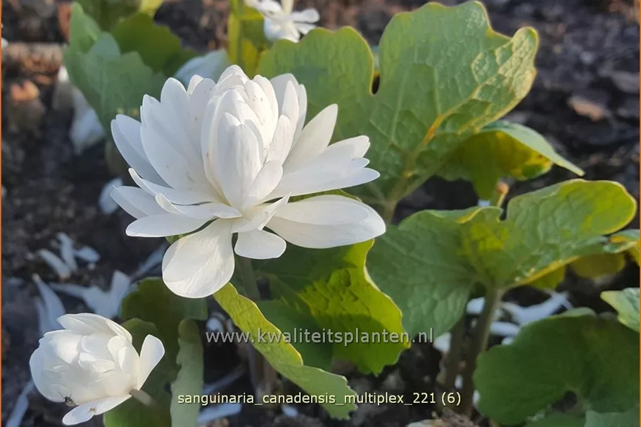 Sanguinaria canadensis 'Multiplex'