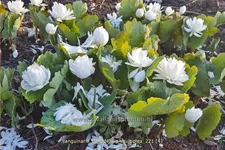 Sanguinaria canadensis 'Multiplex'
