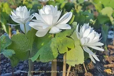 Sanguinaria canadensis 'Multiplex'