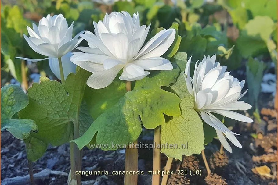 Sanguinaria canadensis 'Multiplex'