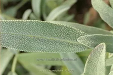 Salvia lavandulifolia