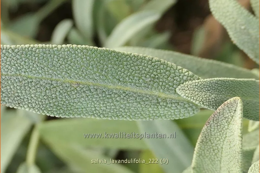 Salvia lavandulifolia