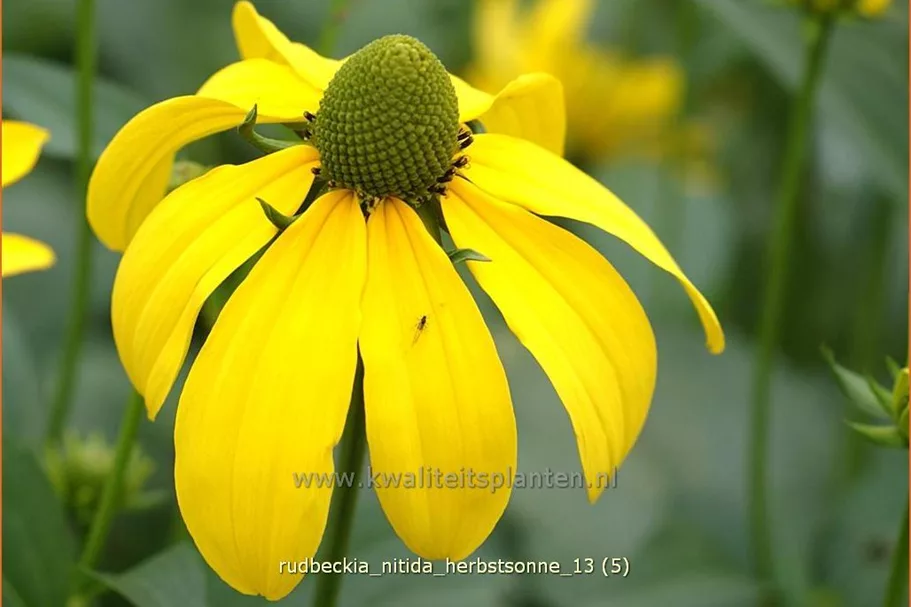 Rudbeckia nitida 'Herbstsonne'