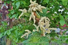 Rheum palmatum var. tanguticum