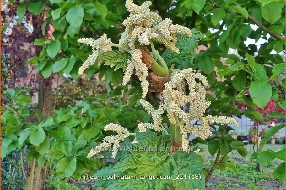 Rheum palmatum var. tanguticum