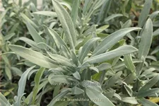Salvia lavandulifolia