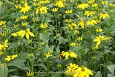 Rudbeckia nitida 'Herbstsonne'