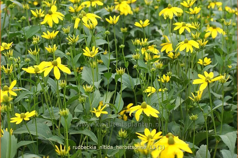 Rudbeckia nitida 'Herbstsonne'
