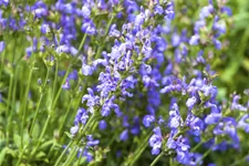Salvia lavandulifolia