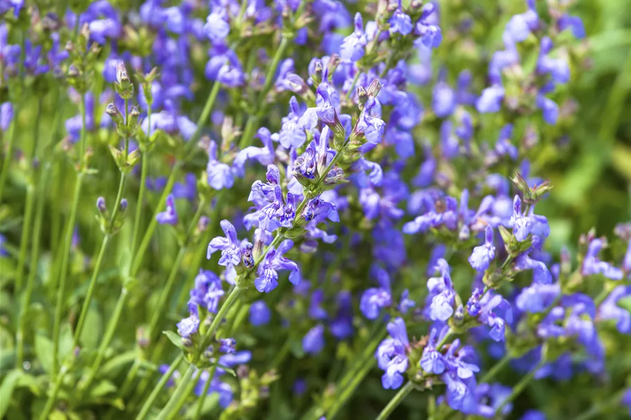 Salvia lavandulifolia