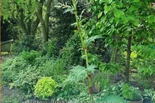 Rheum palmatum var. tanguticum