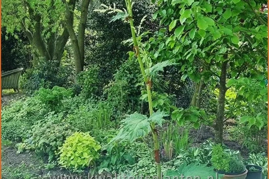 Rheum palmatum var. tanguticum