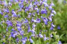 Salvia lavandulifolia