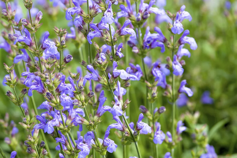 Salvia lavandulifolia