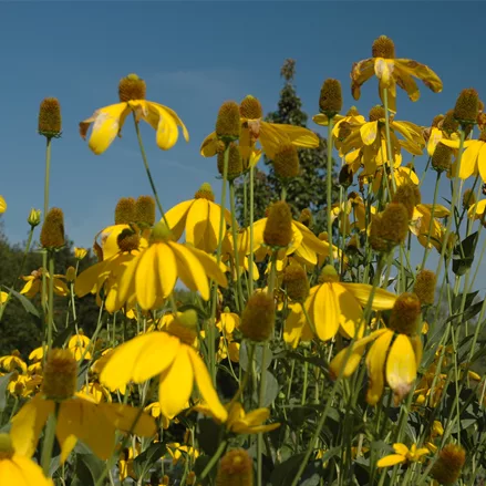 Rudbeckia nitida 'Juligold'