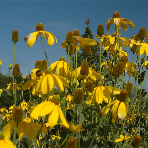 Rudbeckia nitida 'Herbstsonne'