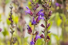 Salvia lavandulifolia