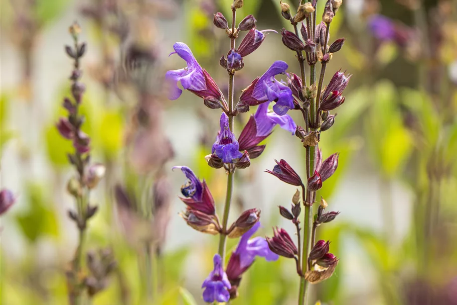 Salvia lavandulifolia