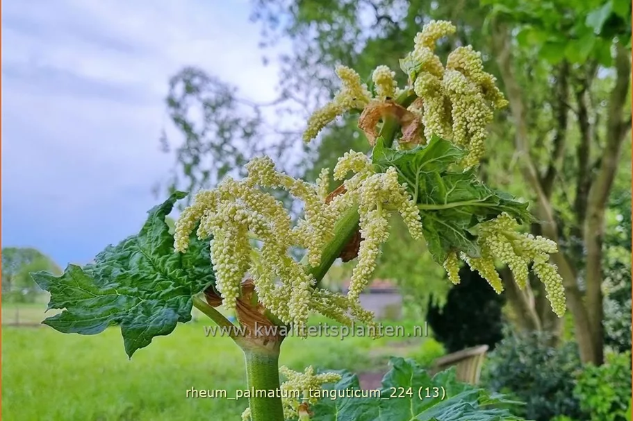 Rheum palmatum var. tanguticum