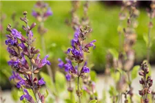 Salvia lavandulifolia