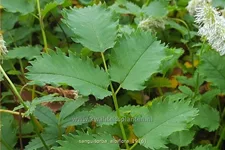 Sanguisorba albiflora