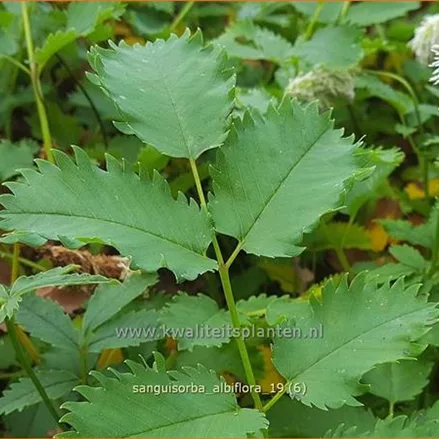 Sanguisorba albiflora