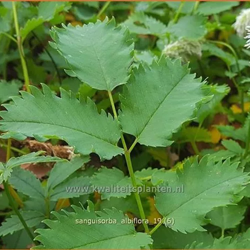 Sanguisorba albiflora