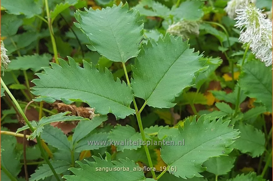 Sanguisorba albiflora