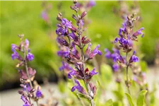 Salvia lavandulifolia