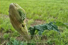 Rheum palmatum var. tanguticum