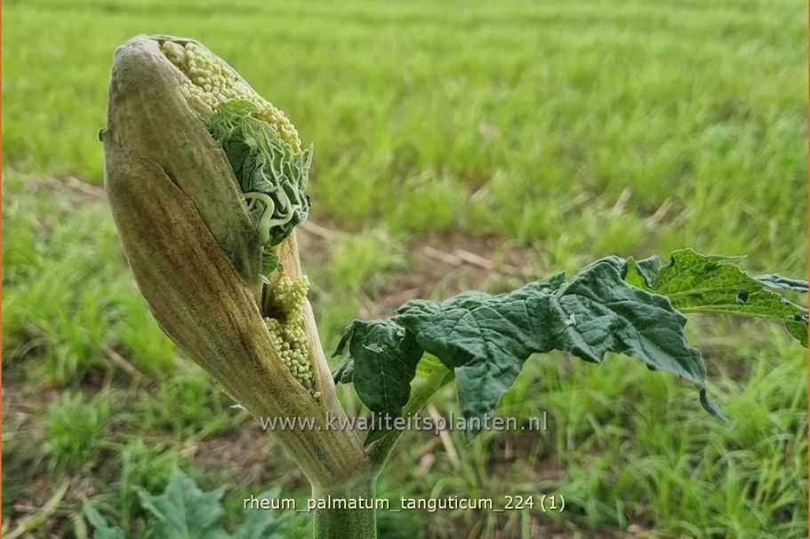 Rheum palmatum var. tanguticum