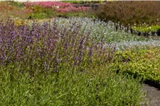Salvia lavandulifolia
