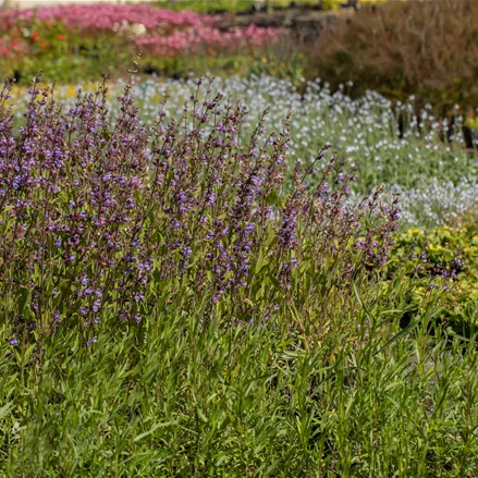Salvia lavandulifolia