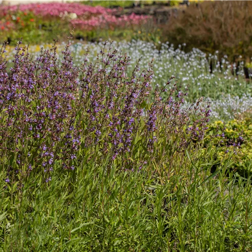 Salvia lavandulifolia