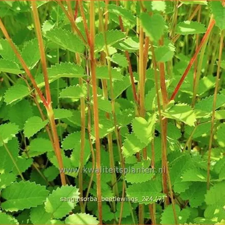 Sanguisorba 'Beetlewings'