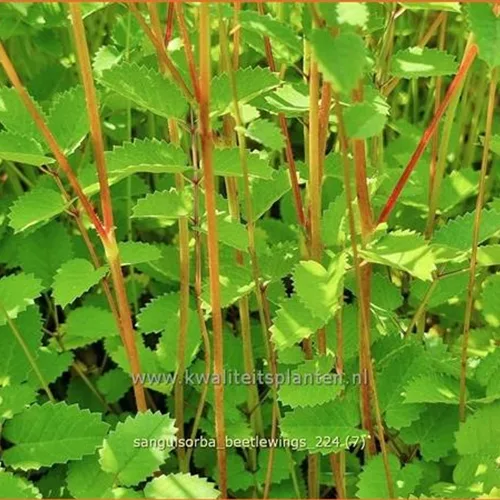 Sanguisorba 'Beetlewings'