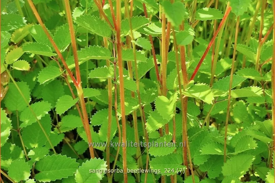 Sanguisorba 'Beetlewings'