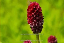 Sanguisorba 'Beetlewings'