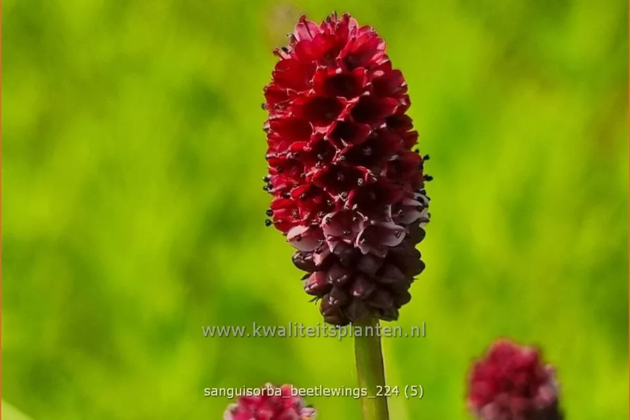 Sanguisorba 'Beetlewings'