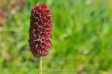 Sanguisorba 'Beetlewings'