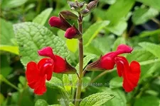Salvia microphylla