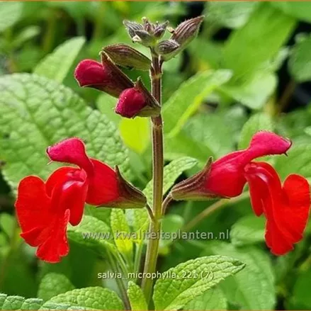 Salvia microphylla