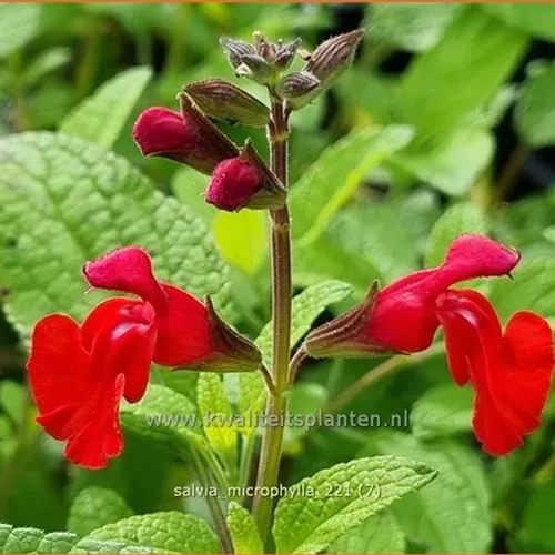 Salvia microphylla