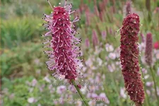 Sanguisorba 'Blackthorn'
