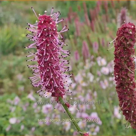 Sanguisorba 'Blackthorn'